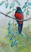 Slaty-tailed Trogon  Painting by Barry Kent MacKay
