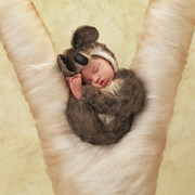 Sleeping Koala Photograph by Anne Geddes