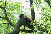 Sleeping Red Panda Photograph by Bentley Davis