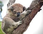 Sleepy Koala Photograph by Sarah Lilja