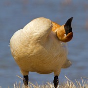 Sleepy Swan Photograph by Yvonne M Smith Sleepy Swan Photograph by Yvonne M Smith