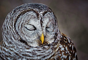 Sleepy Time Photograph by Brad Bellisle Sleepy Time Photograph by Brad Bellisle