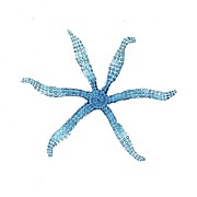 Slim Starfish Painting by Lucia Stewart