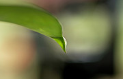 Slow Drop Photograph by Pete Rems Slow Drop Photograph by Pete Rems