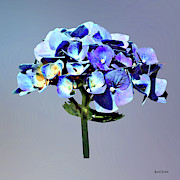Small Blue Hydrangea Photograph by Susan Savad Small Blue Hydrangea Photograph by Susan Savad
