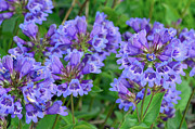 Small-Flowered Penstemon Mount Rainier National Park Photograph by Bruce Gourley