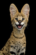 Smiling serval Photograph by Sergei Taran