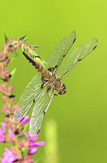 Smokey Shadow Dragonfly Photograph by Brook Burling