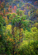 Smoky Mountain Forest Canopy Photograph by Dan Sproul Smoky Mountain Forest Canopy Photograph by Dan Sproul