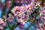 Smooth Glow Blossoms Photograph by Amy Dundon