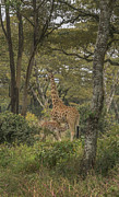 Snack Time Photograph by Laura Hedien