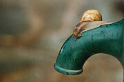Snail in the rain Photograph by Kostas Kalomiris