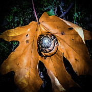Snail on an Oak Leaf Photograph by Grey Coopre Snail on an Oak Leaf Photograph by Grey Coopre