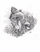 Snail on Mushroom Drawing by Angrulla MF