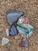Snail Shell Still Life Photograph by Cate Franklyn