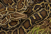 Snake 9 Photograph by Les Classics