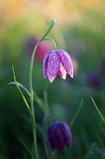 Snake's Head Fritillary Photograph by Anita Nicholson