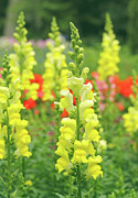 Snapdragon Photograph by Maria Meester