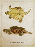 Snapping Turtle Digital Art by Aged Pixel