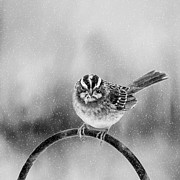 Snow Again Photograph by Cathy Kovarik