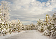 Snow Covered Pine Trees Photograph by Joni Eskridge