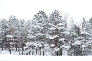 Snow Covered Pines Photograph by Sarah Lilja Snow Covered Pines Photograph by Sarah Lilja