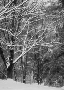 Snow Day Photograph by Kathi Isserman