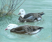 Snow Geese, Blue Morph Painting by Barry Kent MacKay
