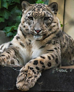 Snow Leopard 2 Photograph by Melissa Southern