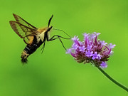 Snowberry Hummingbird  Moth Photograph by William Jobes