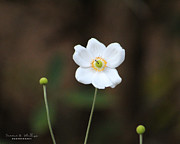 Snowdrop Anemone Photograph by Tammie M Phillips