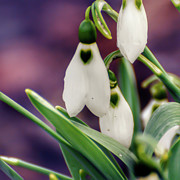 Snowdrops Photograph by Kerri Farley