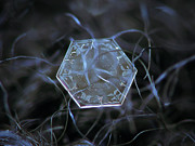Snowflake 2013-03-24_8098-104 New Photograph by Alexey Kljatov Snowflake 2013-03-24_8098-104 New Photograph by Alexey Kljatov