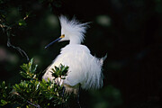 Snowy Egret 2 Digital Art by Jerry Dalrymple