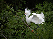 Snowy Egret in Beautiful Breeding Plumage Photograph by Kristia Adams