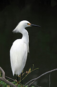 Snowy Egret Digital Art by Jerry Dalrymple