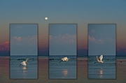 Snowy Egret Moon Photograph by Jill Love