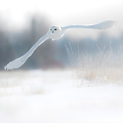 Snowy owl lift off Photograph by Rudy Viereckl