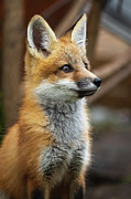 So stinking cute.... Photograph by Rudy Viereckl