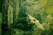 Soaring Above Photograph by Alyssa Tumale