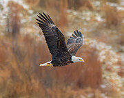 Soaring Photograph by Alan Moore