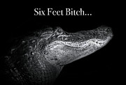 Social Distancing Alligator Photograph by Mark Andrew Thomas