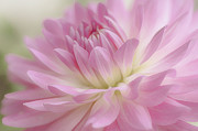 Soft Dahlia Petals in Pink Photograph by Julie Palencia
