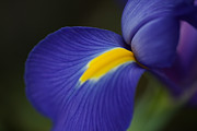 Soft Iris Glow Photograph by Joy Watson