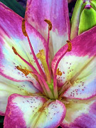 Soft Pink Asiatic Lily Digital Art by Amy Dundon