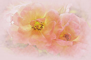 Soft pink roses Photograph by Bentley Davis Soft pink roses Photograph by Bentley Davis