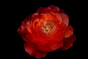 Soft Red Rose Photograph by Carrie Hannigan