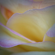 Soft Solitude Photograph by Norman Reid