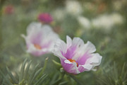Soft Textured Purslane Flower Photograph by Amy Dundon