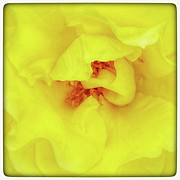 Soft Yellow Rose Photograph by Wendy Golden
